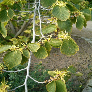 Witch Hazel 'Virginian' - large caliper