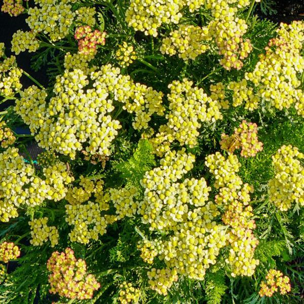Yarrow 'Milly Rock Yellow'