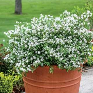 Deutzia 'Yuki Snowflake'