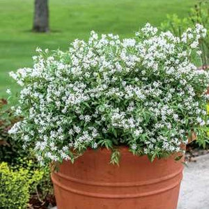 Deutzia 'Yuki Snowflake'