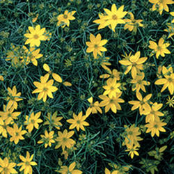 Threadleaf Coreopsis 'Zagreb'