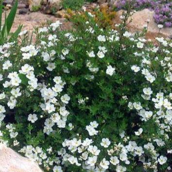 Potentilla 'Abbotswood'