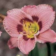 Daylily 'Always Afternoon'
