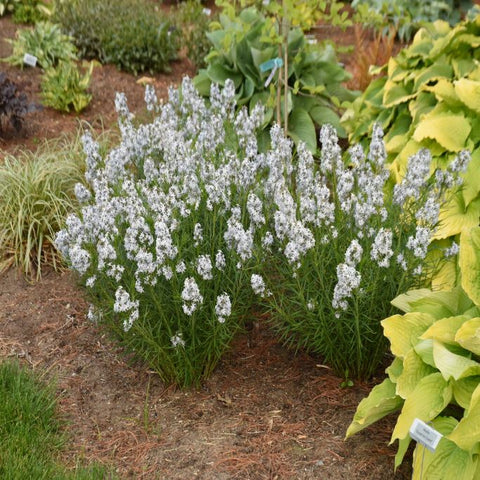 Amsonia 'String Theory' Blue Star