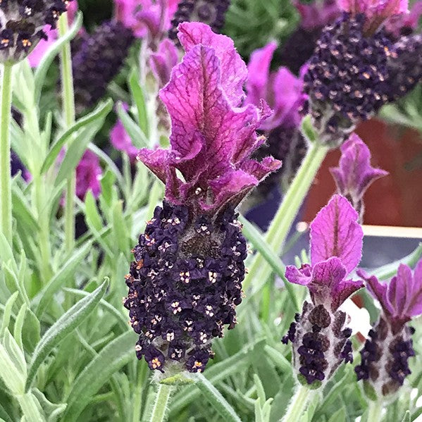 Spanish Lavender 'Anouk'