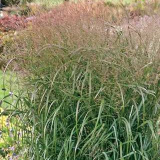 Switch Grass 'Apache Rose'