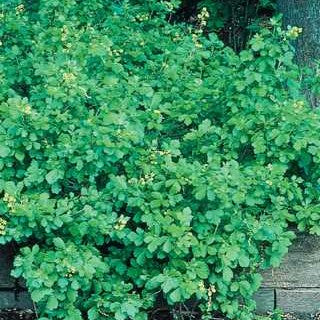 Gro-Low Fragrant Sumac