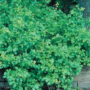 Gro-Low Fragrant Sumac