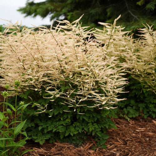 Goat's Beard 'Chantilly Lace'