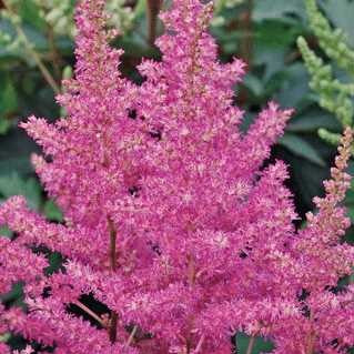 Astilbe 'Visions in Pink'