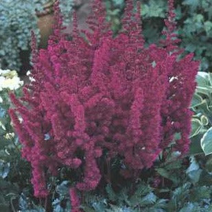 Astilbe 'Visions in Red'