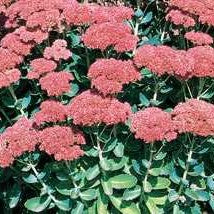 Sedum 'Autumn Joy'