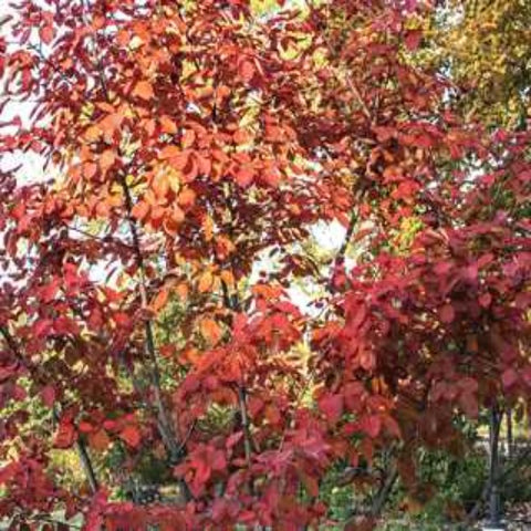 Serviceberry 'Autumn Brilliance'