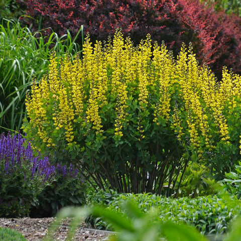 Baptisia 'Lemon Meringue'