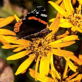 Ligularia 'BBQ Banana'