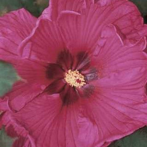 Hibiscus Summerific 'Berry Awesome'