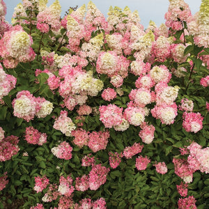Hydrangea - Berry White