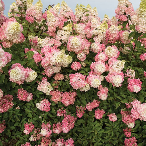 Hydrangea - Berry White