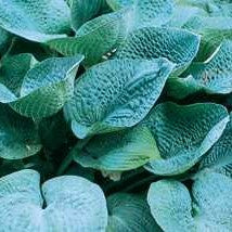 Hosta 'Big Daddy'