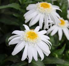 Shasta Daisy 'Sweet Daisy Birdy'