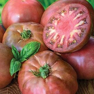 Tomato 'Black Krim'