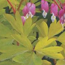 Dicentra 'Gold Heart'