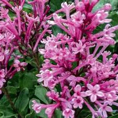 Lilac 'Bloomerang Dwarf Pink'