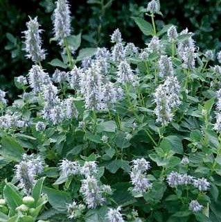 Hyssop 'Blue Fortune'