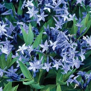 Amsonia 'Blue Ice'