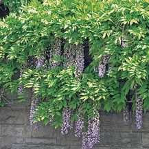 Wisteria 'Blue Moon'