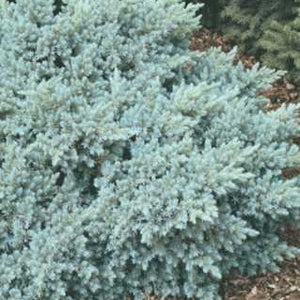 Juniper 'Blue Star'