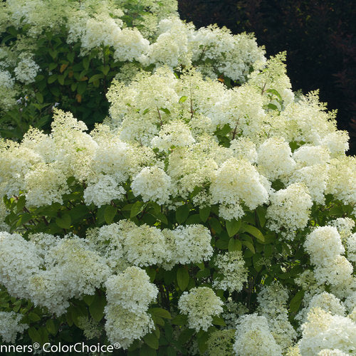 Hydrangea 'Bobo'