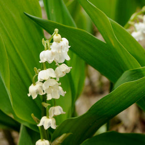 Convallaria 'Bordeaux'