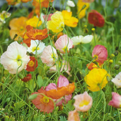Iceland Poppy 'Champagne Bubbles'