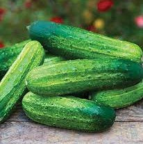 Cucumber 'Pick a Bushel'