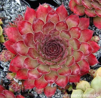 Sempervivum 'Butterscotch Baby'