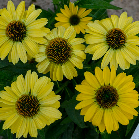 Coneflower 'Eye Catcher Canary Feathers'