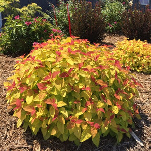 Spirea 'Double Play Candy Corn'
