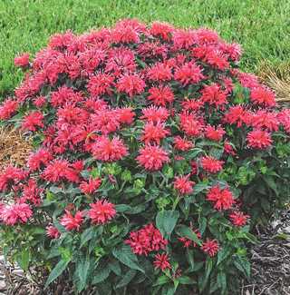 Beebalm 'Cherry Pops'