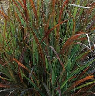 Switch Grass 'Cheyenne Sky'