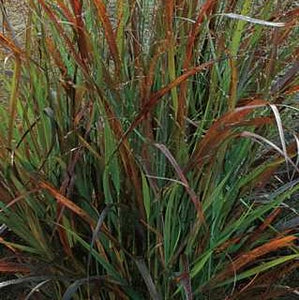 Switch Grass 'Cheyenne Sky'