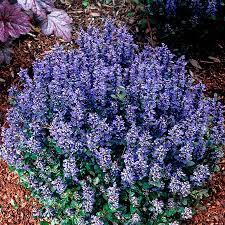 Bugleweed 'Chocolate Chip'