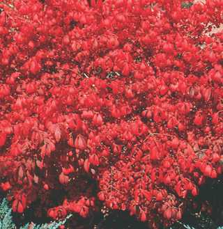 Dwarf Burning Bush 'Compactus'