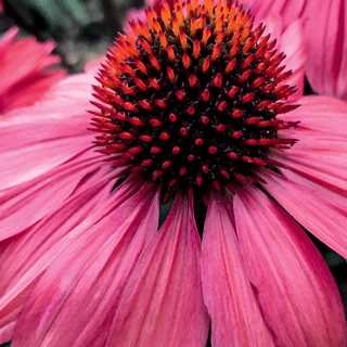 Coneflower 'Coral Craze'