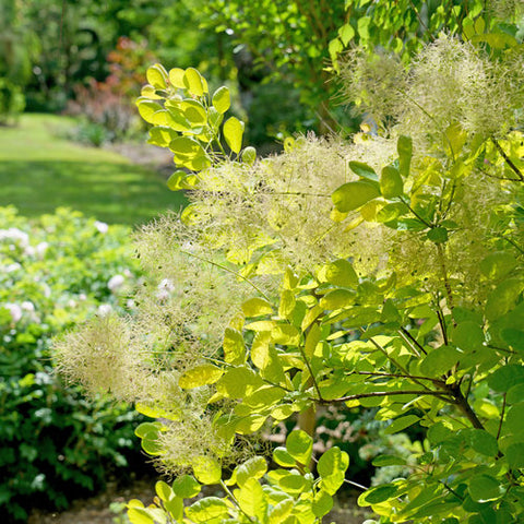 Smokebush 'Winecraft Gold' PW