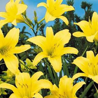 Daylily 'Hyperion'