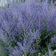 Russian Sage 'Denim 'n Lace'