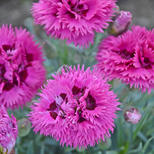 Dianthus 'Spiked Punch'