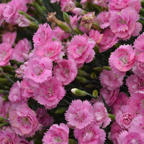 Dianthus 'Sweetie Pie'