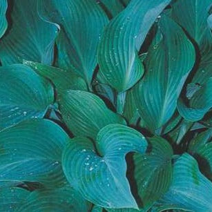 Hosta 'Elegans'